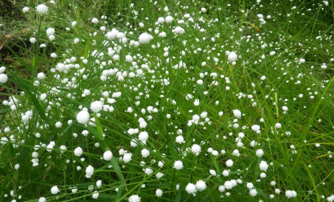 静岡県立森林公園 天然のアカマツ林を主体とした豊かな自然に恵まれた公園です