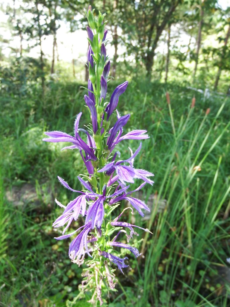 サワギキョウ 植物図鑑