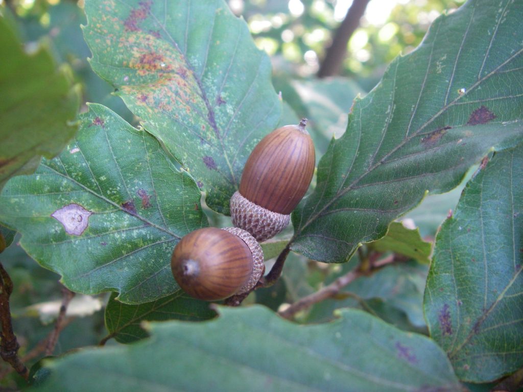 コナラ – 植物図鑑