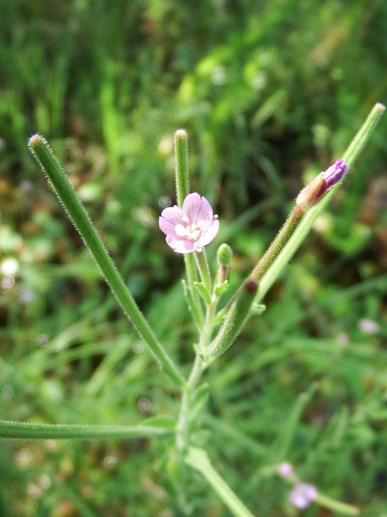 アカバナ 植物図鑑