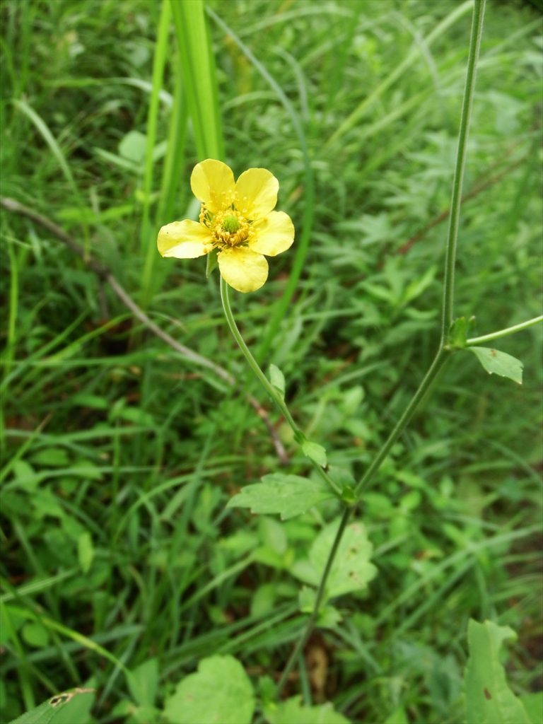 ダイコンソウ 植物図鑑