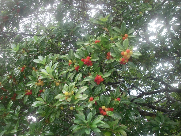 ヤマモモ 植物図鑑