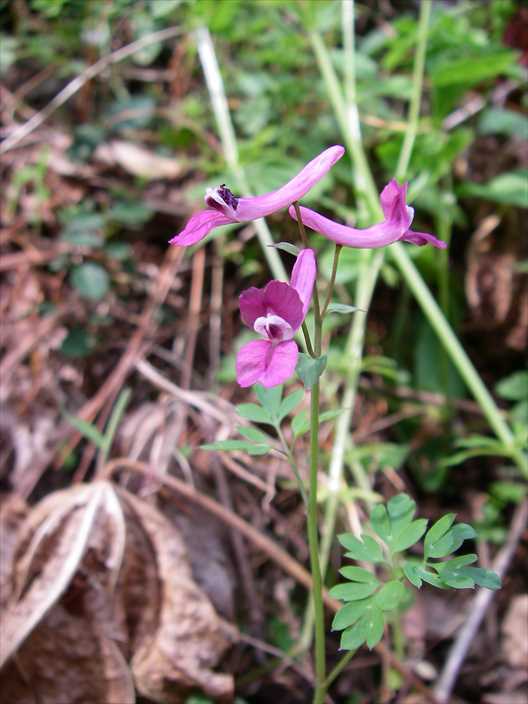 ジロボウエンゴサク 植物図鑑