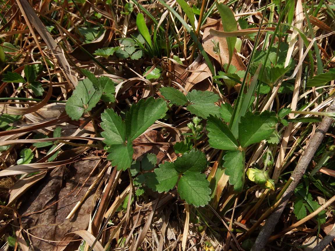 ミツバツチグリ 植物図鑑