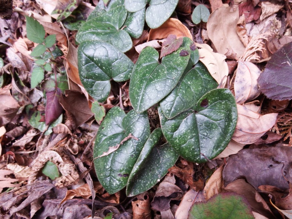 スズカカンアオイ 植物図鑑