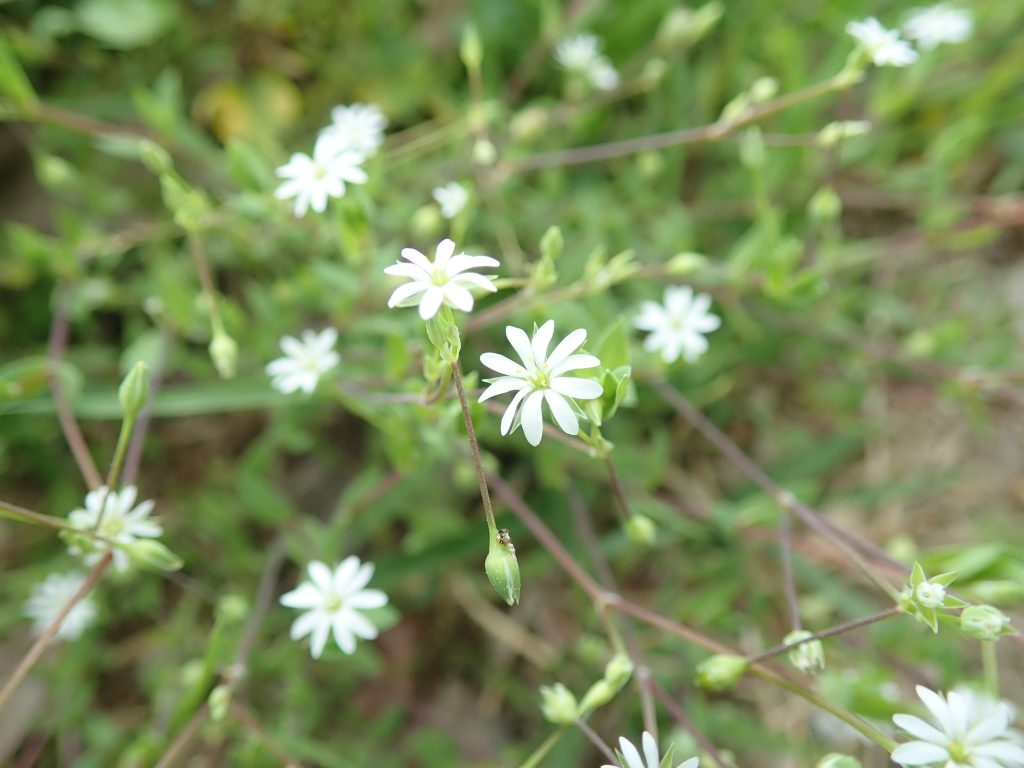 ノミノフスマ 植物図鑑