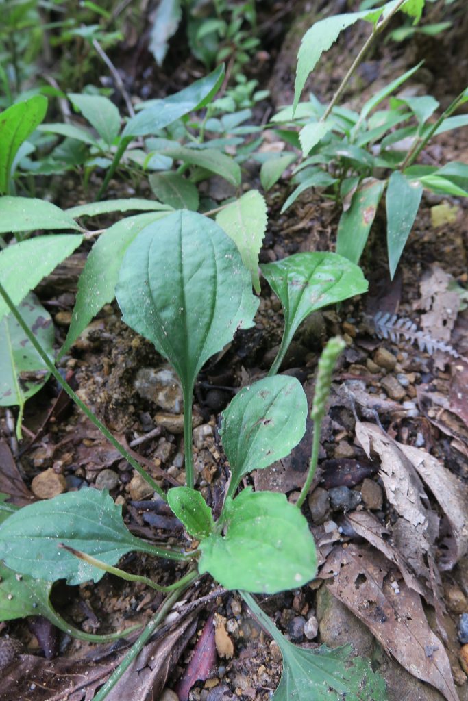 オオバコ 植物図鑑