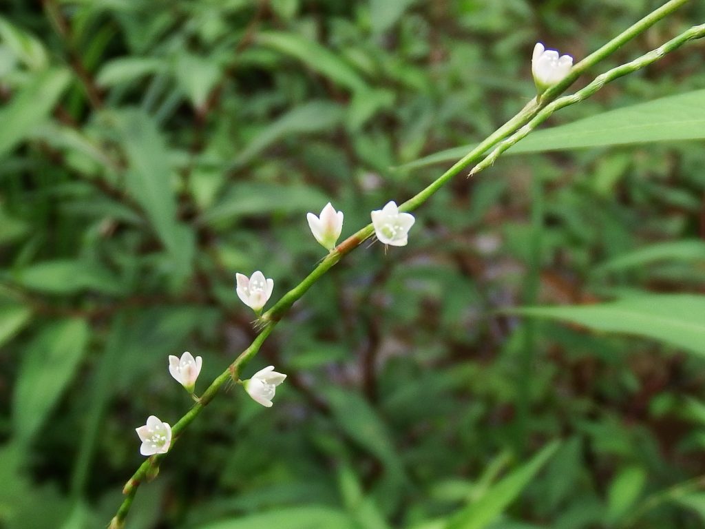 ボントクタデ 植物図鑑