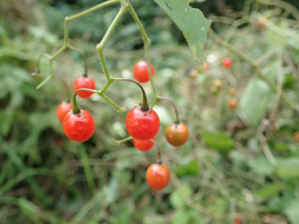 ヒヨドリジョウゴ 植物図鑑