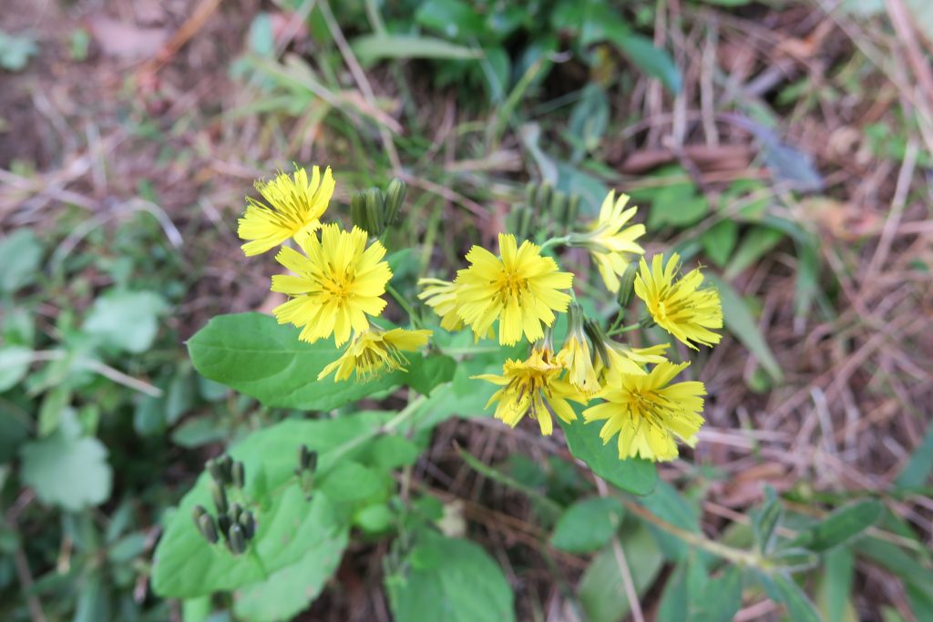 ヤクシソウ 植物図鑑