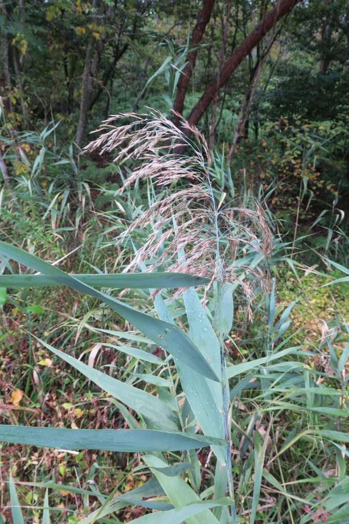 ヨシ 植物図鑑