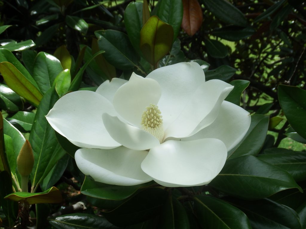 タイサンボク 植物図鑑