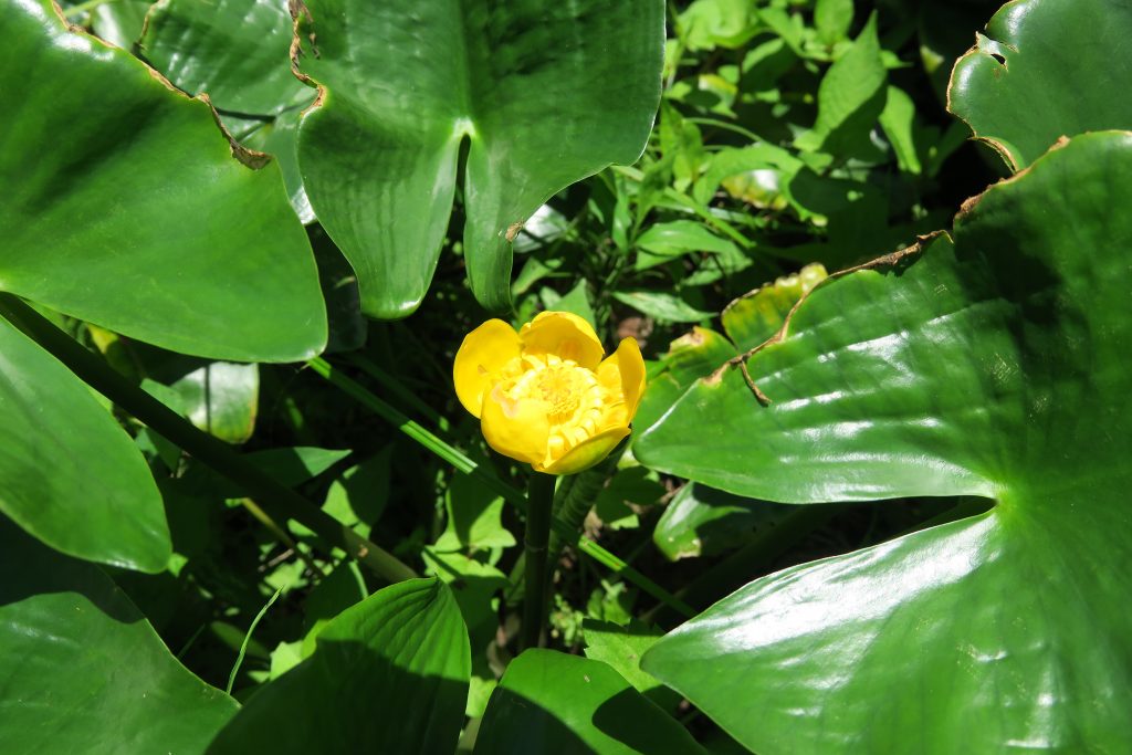 コウホネ 植物図鑑