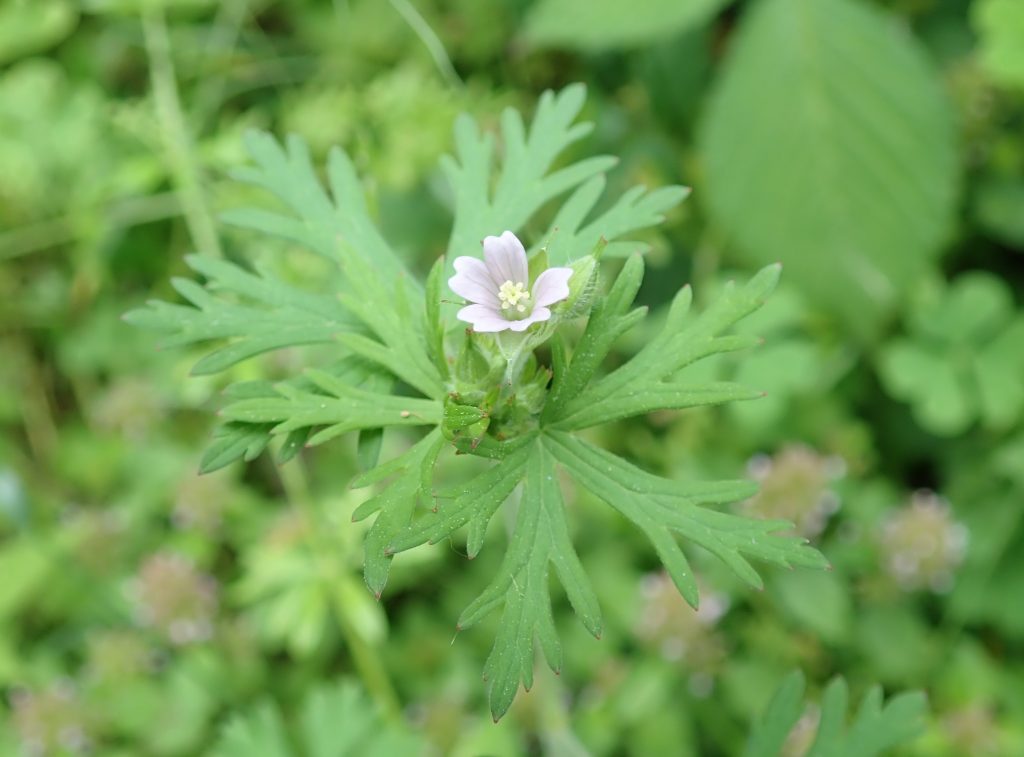 アメリカフウロ 植物図鑑